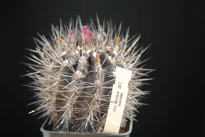 Eriosyce villosa (Np. atrispinosa KK42) 2012 Mai03.jpg
