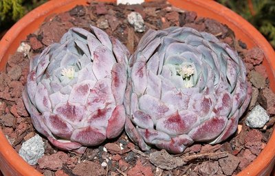 Echeveria elegans 2011-81 (2a).jpg