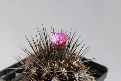 Eriosyce taltalensis KK1172 2012 Mai06-3.jpg