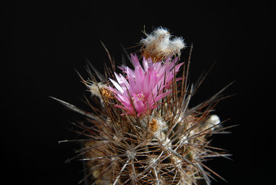 Eriosyce taltalensis WK733  (Nc. rupicola) 2012 Mai05-2.jpg