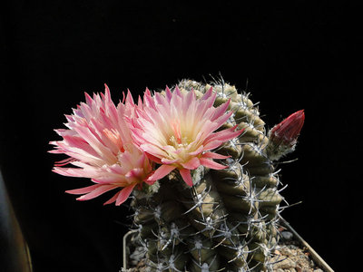 Eriosyce napina (rotbl. HH) 2011 Juno12-1.jpg