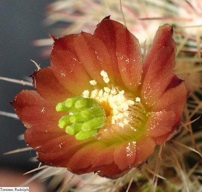 Echinocereus 139.JPG