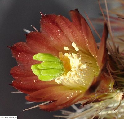 Echinocereus 083.JPG