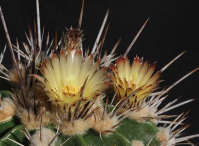 Feroc_flavovirens_gelb_120513_2407-a.jpg