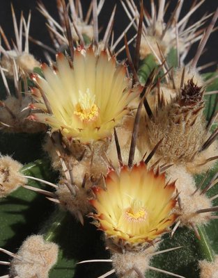 Feroc_flavovirens_gelb_120513_2445-b.jpg