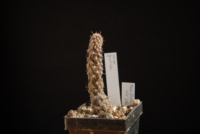 Pterocactus fischeri HPT270 2012 Mai13.jpg