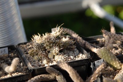Pterocactus australis HPT 2012 Mai13.jpg