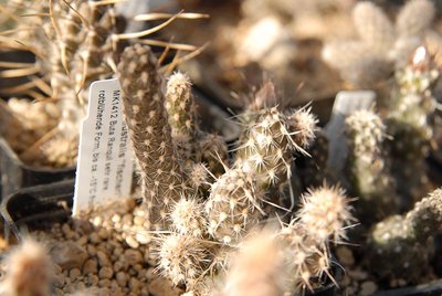 Pterocactus australis -fischeri-MK1412 2012 Mai13.jpg