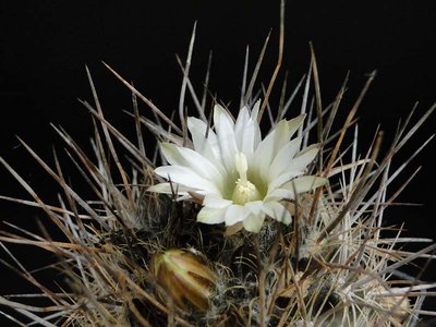 Eriosyce taltalensis v. pygmaea FK45-77 2012 Mai14-7.jpg
