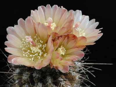 Eriosyce simulans (Nc. simulans HH) 2012 Mai14-3.jpg