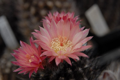 Eriosyce taltalensis v. pygmaea (Nc. scoparia HH) 2012 Mai15.jpg