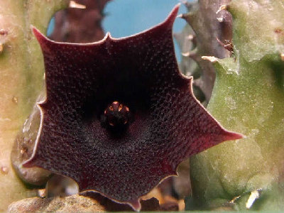 huernia_keniensis_bluete_makro.jpg