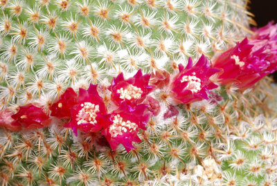 Mammillaria crucigera 01.jpg