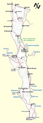 Baja-Karte-F_tortulispinus.jpg