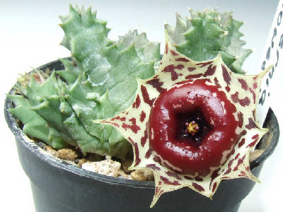 huernia_plowesii.jpg