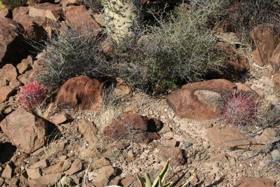 li. Feroc. gracilis, re. Feroc. tortulispinus