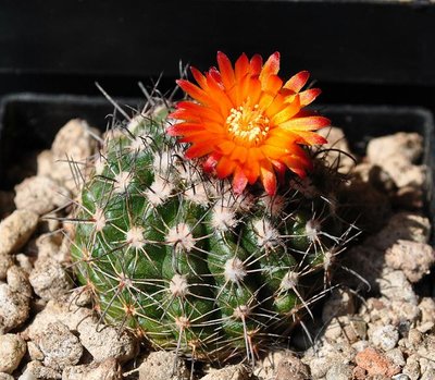 Parodia 2011 119.JPG