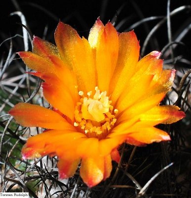 Lophophora.Mammi 063.JPG