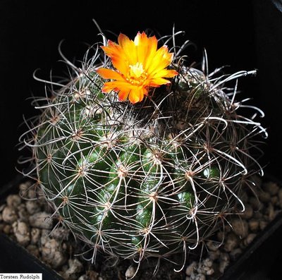 Lophophora.Mammi 061.JPG