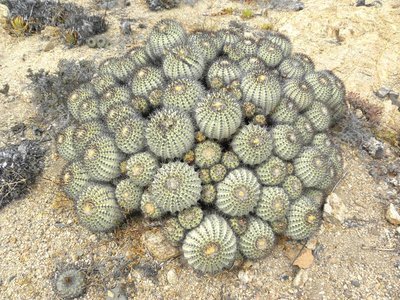 DSCN9098.JPG (161.01 KiB) 5910 mal betrachtet Copiapoa longistaminea - Esmeralda