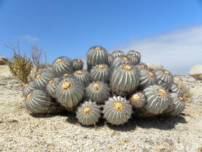 Copiapoa longistaminea - Küste Esmeralda