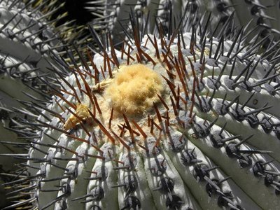 DSCN9118.JPG (109.64 KiB) 5910 mal betrachtet Copiapoa longistaminea - Esmeralda