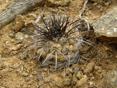 Copiapoa longistaminea juv.