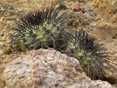 Copiapoa longistaminea juv.