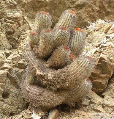 Copiapoa longistaminea fa.