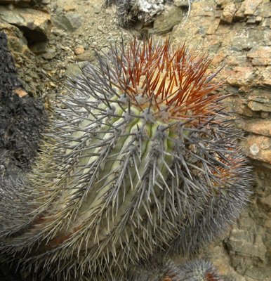 Copiapoa longistaminea fa.