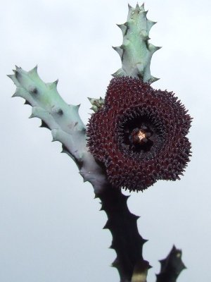 huernia_pendurata_bluete (PS).jpg