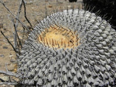 Copiapoa cinerea columna-alba - Costa Esmeralda - dichotom teilend