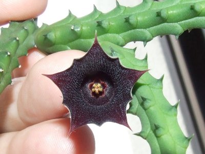 huernia_aspera_bluete (PS).jpg