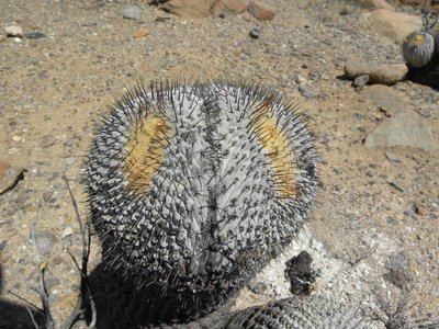 Copiapoa cinerea columna-alba - Costa Esmeralda - dichotom teilend