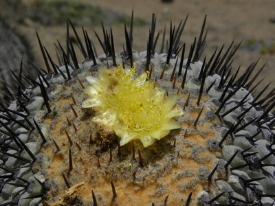 Copiapoa cinerea columna-alba - Costa Esmeralda
