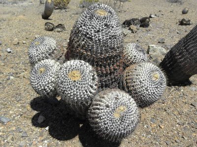 Copiapoa cinerea columna-alba - Costa Esmeralda - sprossend