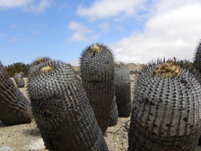 Copiapoa cinerea columna-alba - Costa Esmeralda