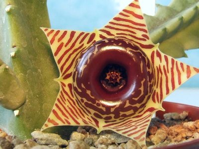 huernia_zebrina_bluete.jpg