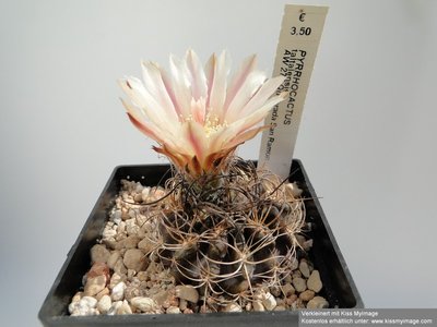Eriosyce taltalensis AW 275 (Py. taltalensis) 2010 Juni29 088_klein.jpg