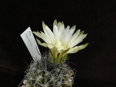 Eriosyce taltalensis (Np. taltalensis) 2011 Juli11.jpg