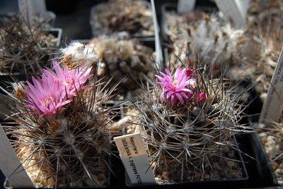 Eriosyce taltalensis 2012 Mai05.jpg