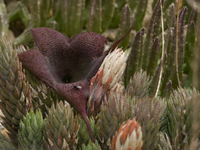 stapelia.jpg
