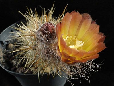 Austrocactus coxii HPT900 2011 Juno26-4.jpg