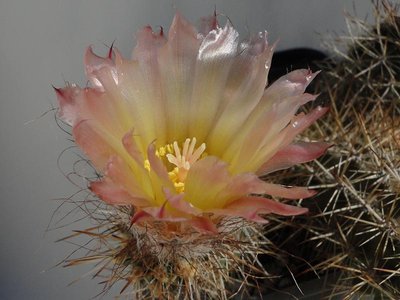 Austrocactus HPT901 2012 Mai20-8.jpg