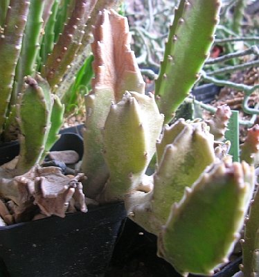 Stapelia gigantea MS.jpg