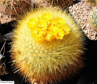 Lophophora.Mammi 147.JPG