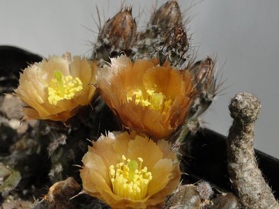 Pterocactus HPT793 Fiambala 2012 Mai22-8.jpg