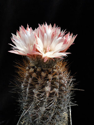 Eriosyce taltalensis HH 2011 Juno11-1.jpg