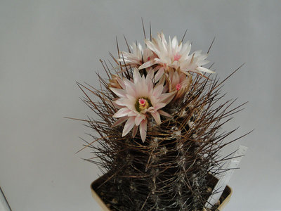 Eriosyce taltalensis v. pygmaea (Nc. taltalensis 2 HH) 2012 Mai18.jpg