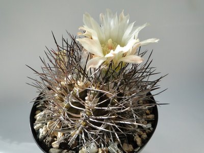Eriosyce taltalensis v. pygmaea (calderana aff.)2010 Juli20 200.jpg
